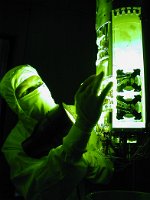 greenlight_inspect
